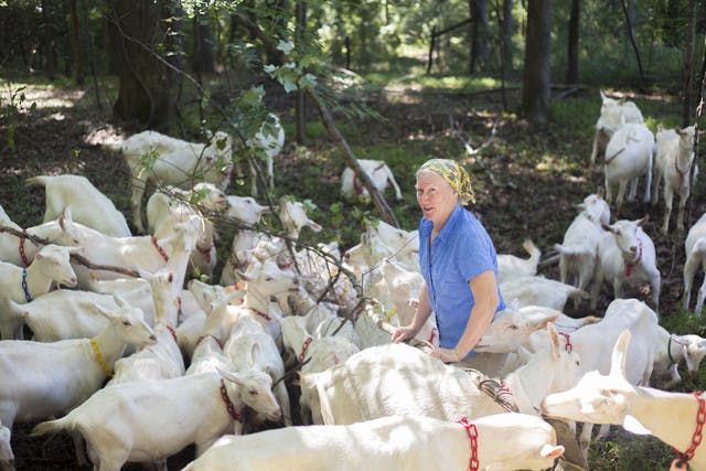 Mary Rigdon Hart with her goats on Decimal Place Farm