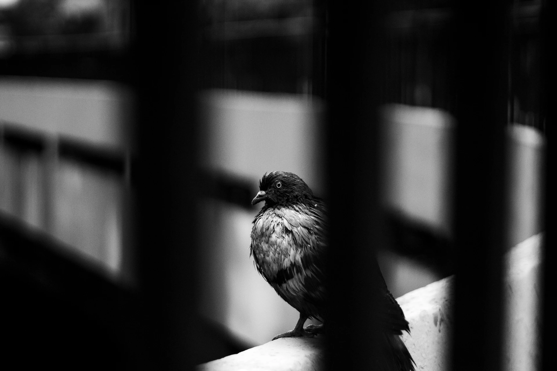 São Paulo Dove