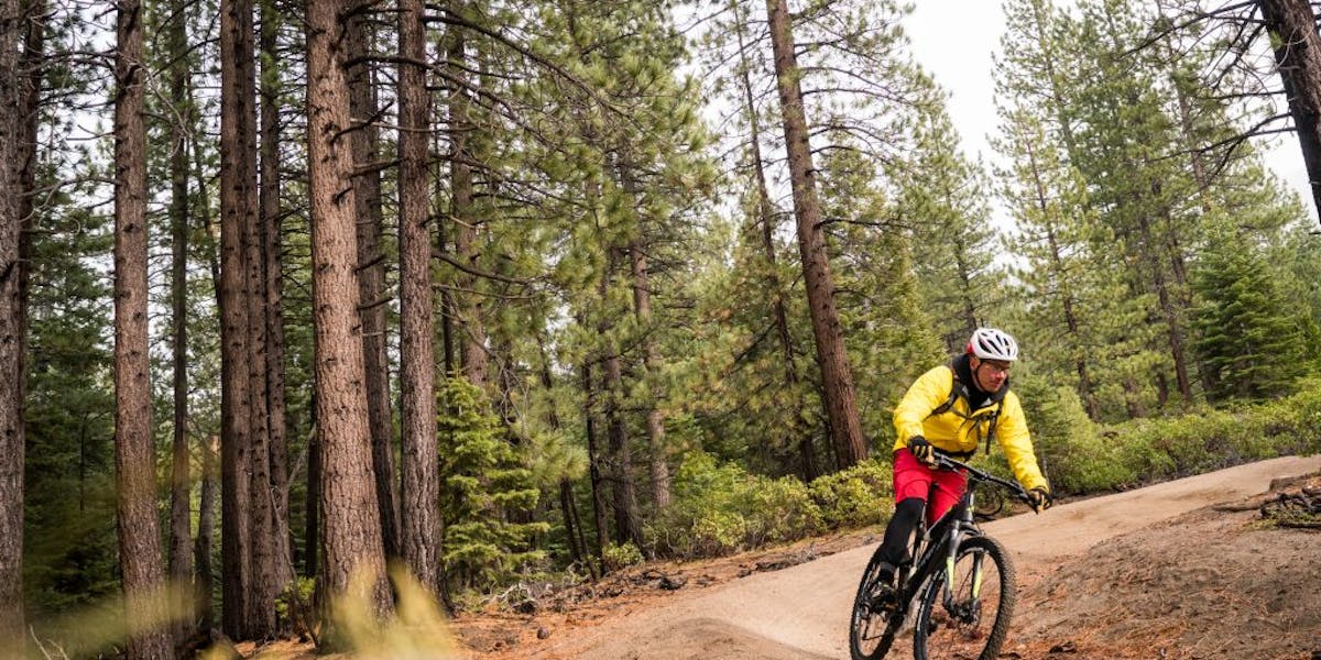 Mountain biker in pine forest