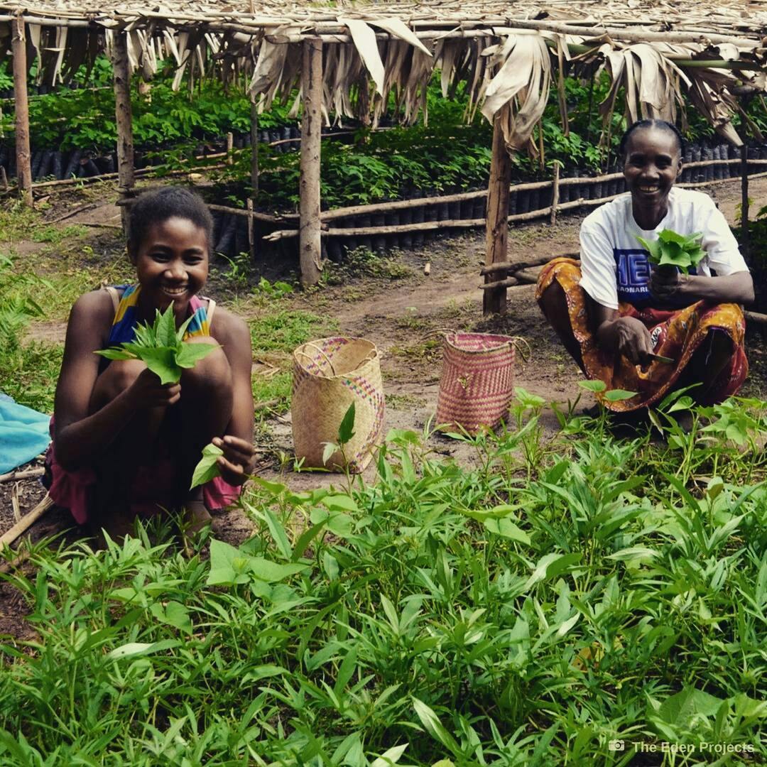 Planting program in Madagascar via @ecosia Instagram
