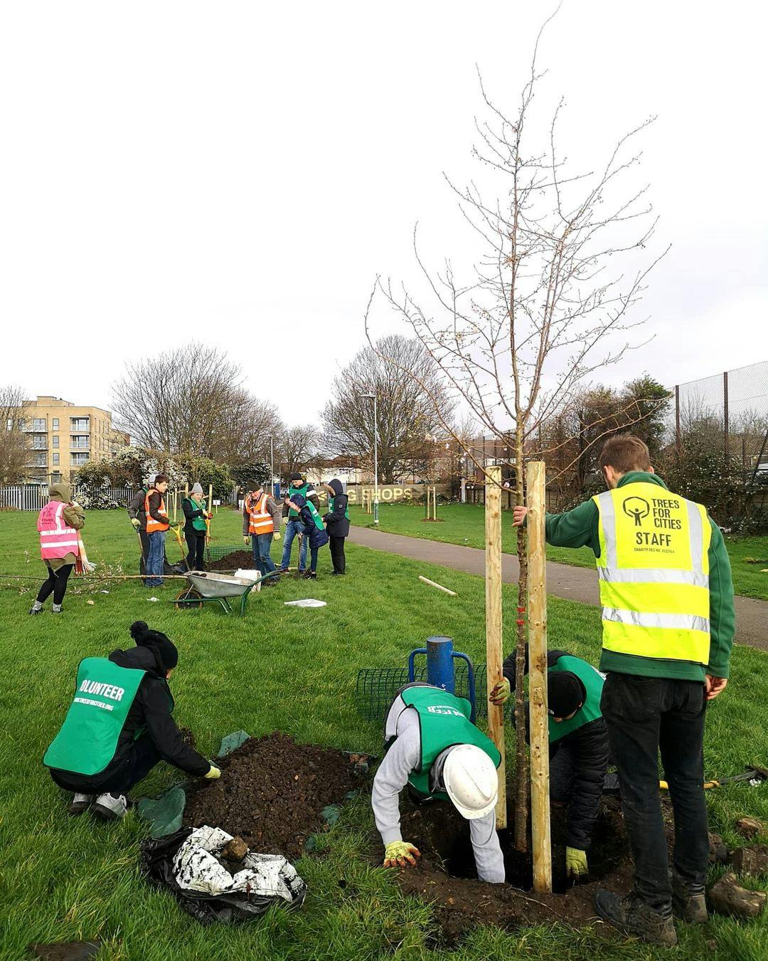 Image Source- @treesforcities instagram