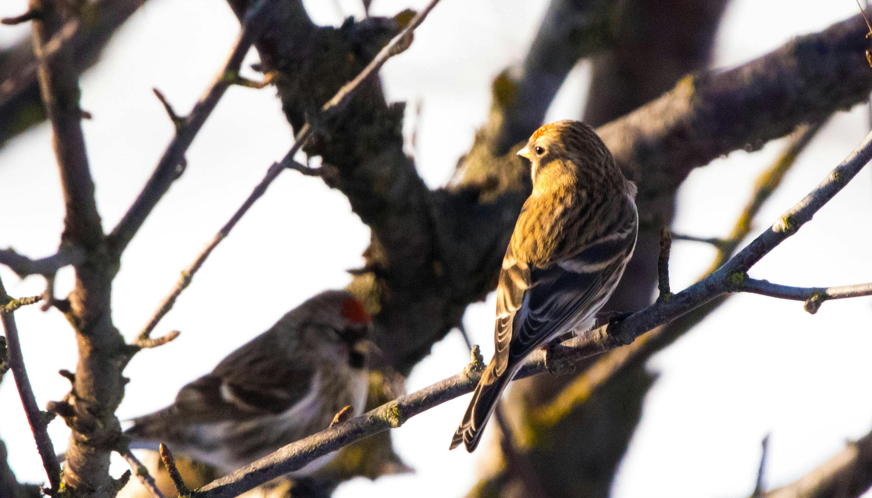 The Icelandic Redpoll