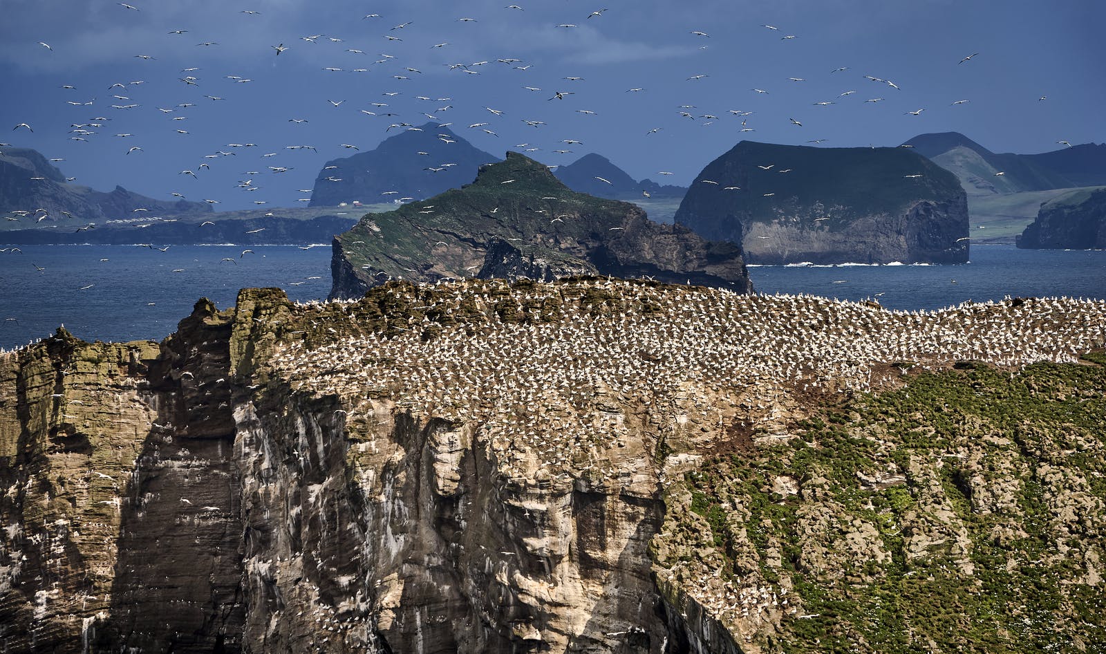 Seabird Colony in Iceland