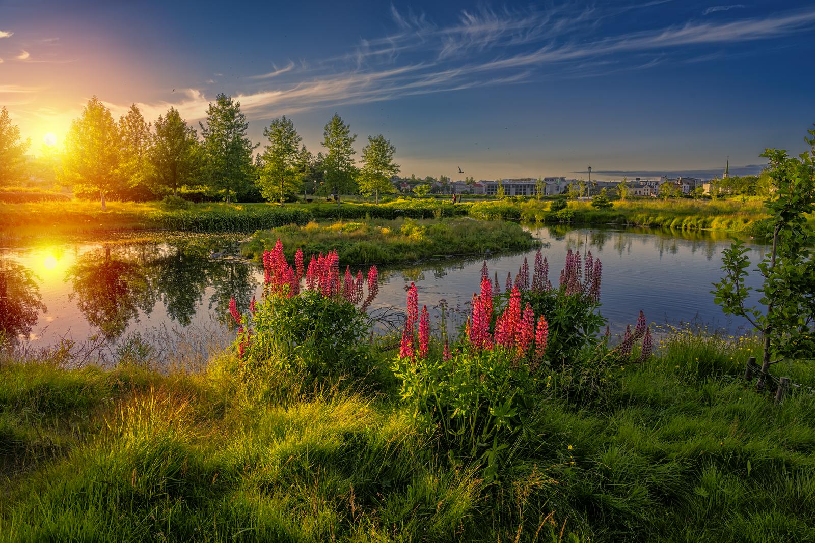 Reykjavik Pond