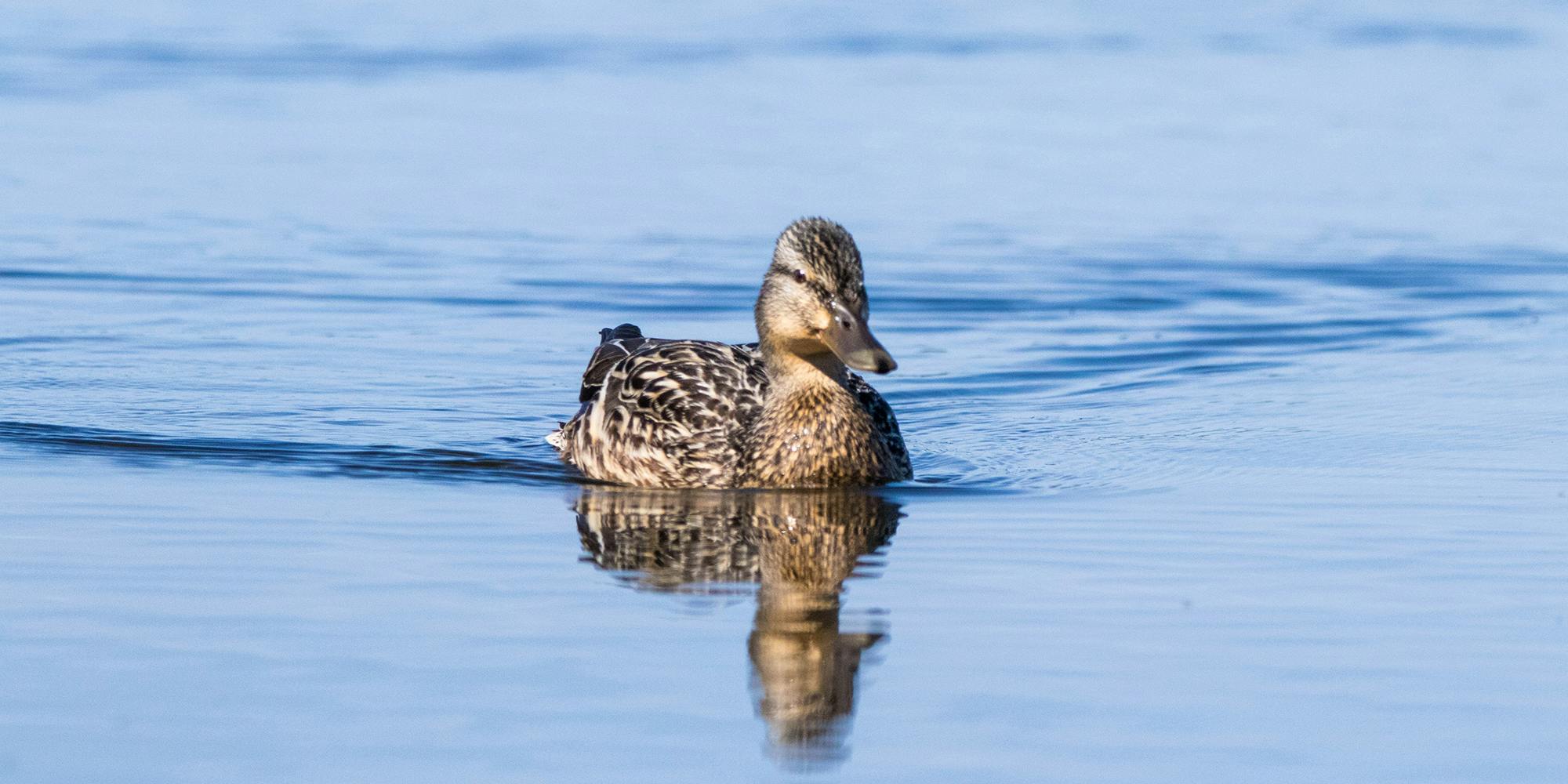 Female Mallard