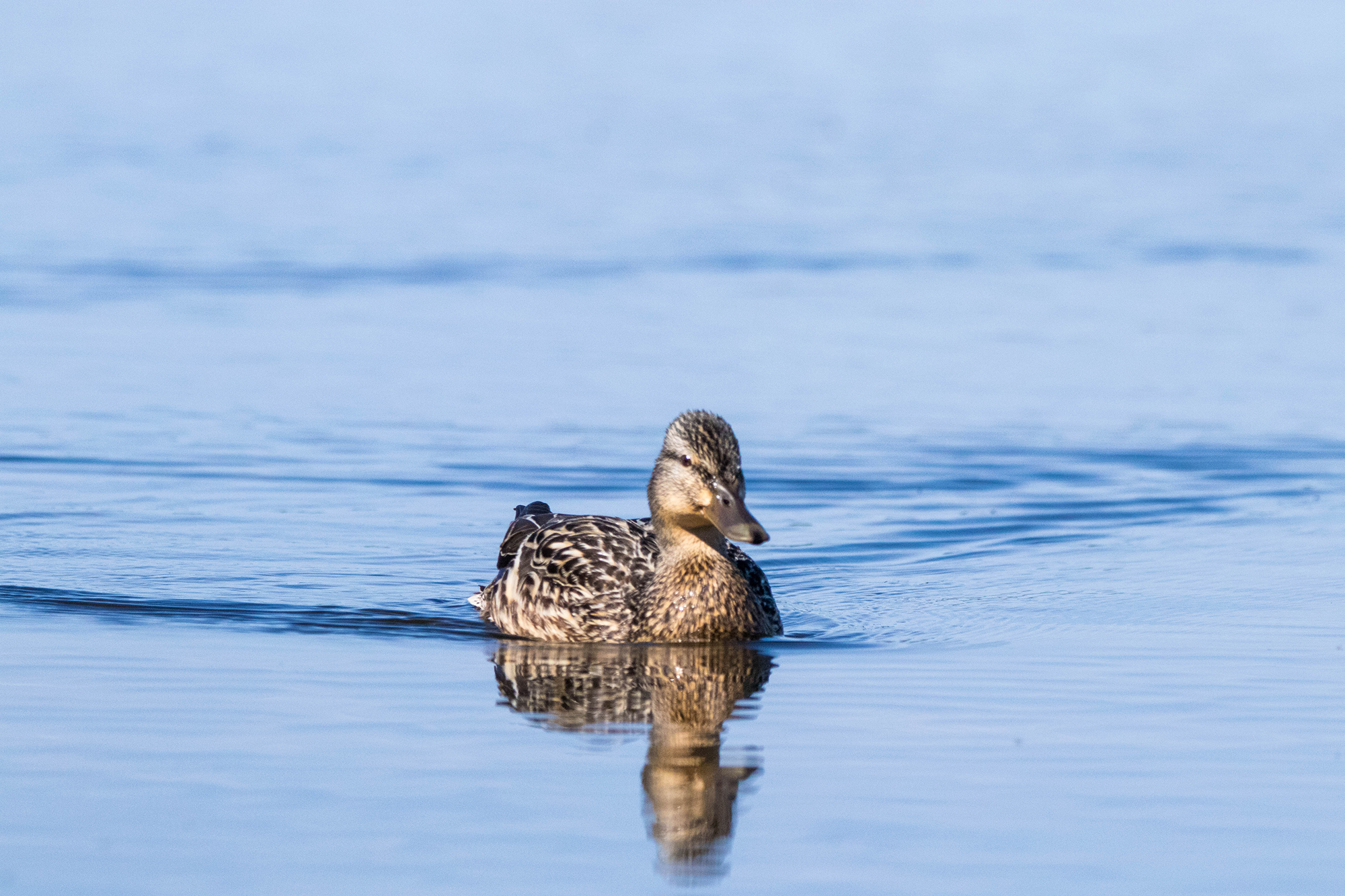 Majestic Mallard: Exploring the Charms of a Waterfowl Icon | Perlan
