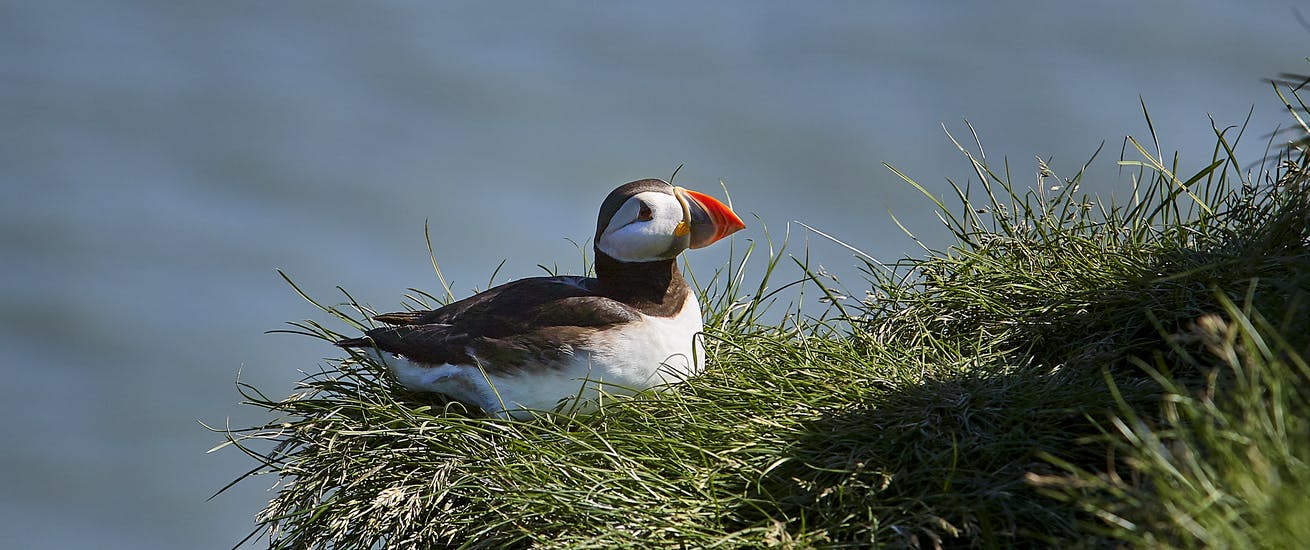 Puffin in Iceland