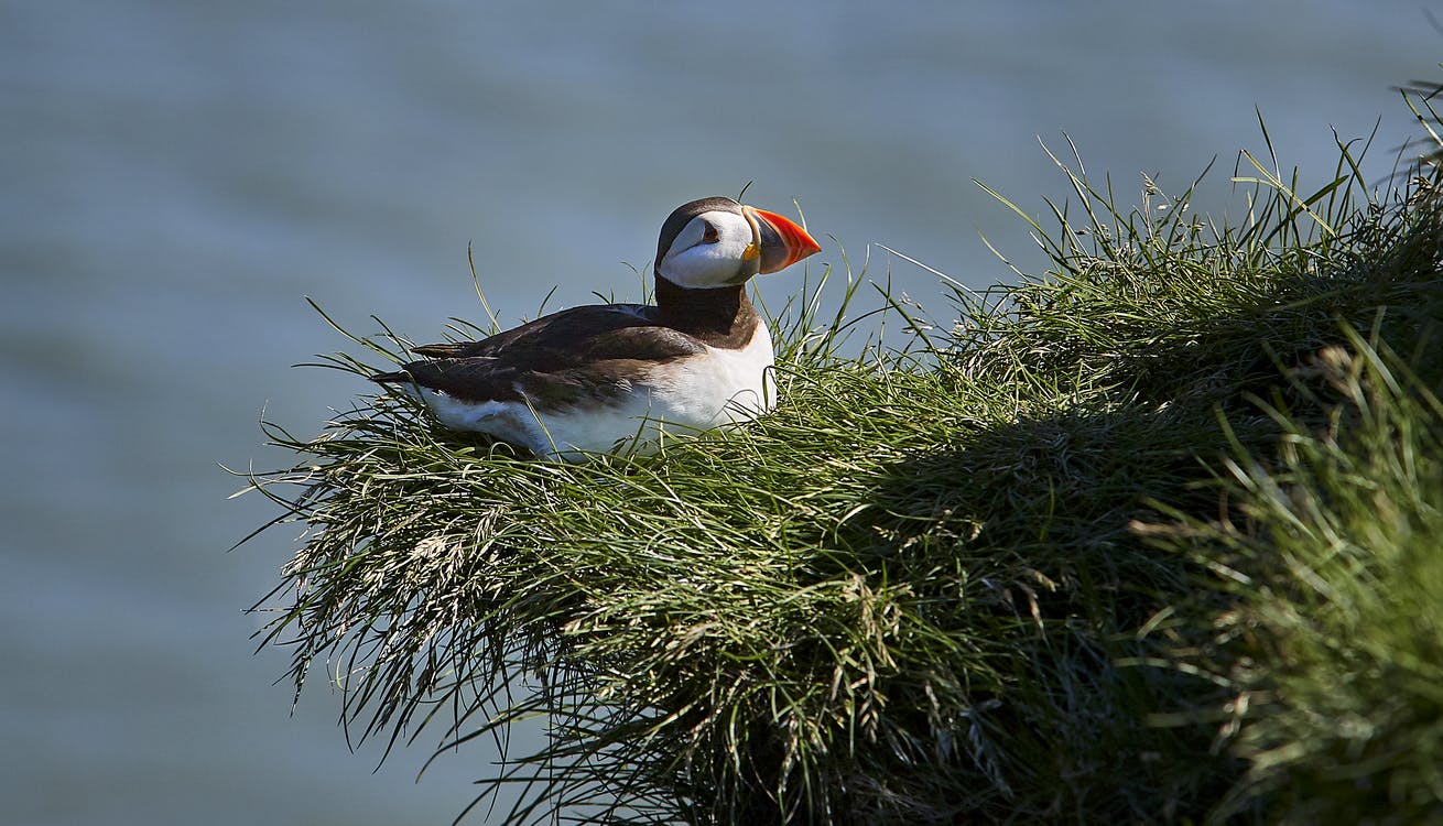 Puffin in Iceland