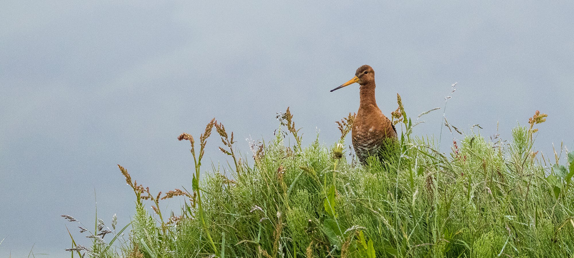 The Black-tailed Godwit