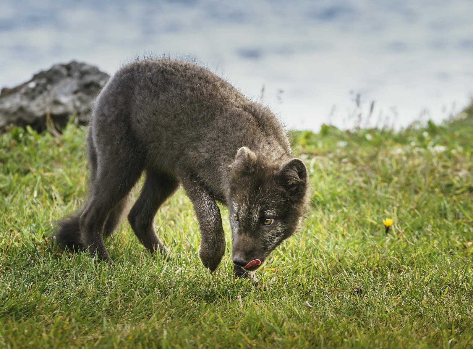 Arctic fox in Iceland