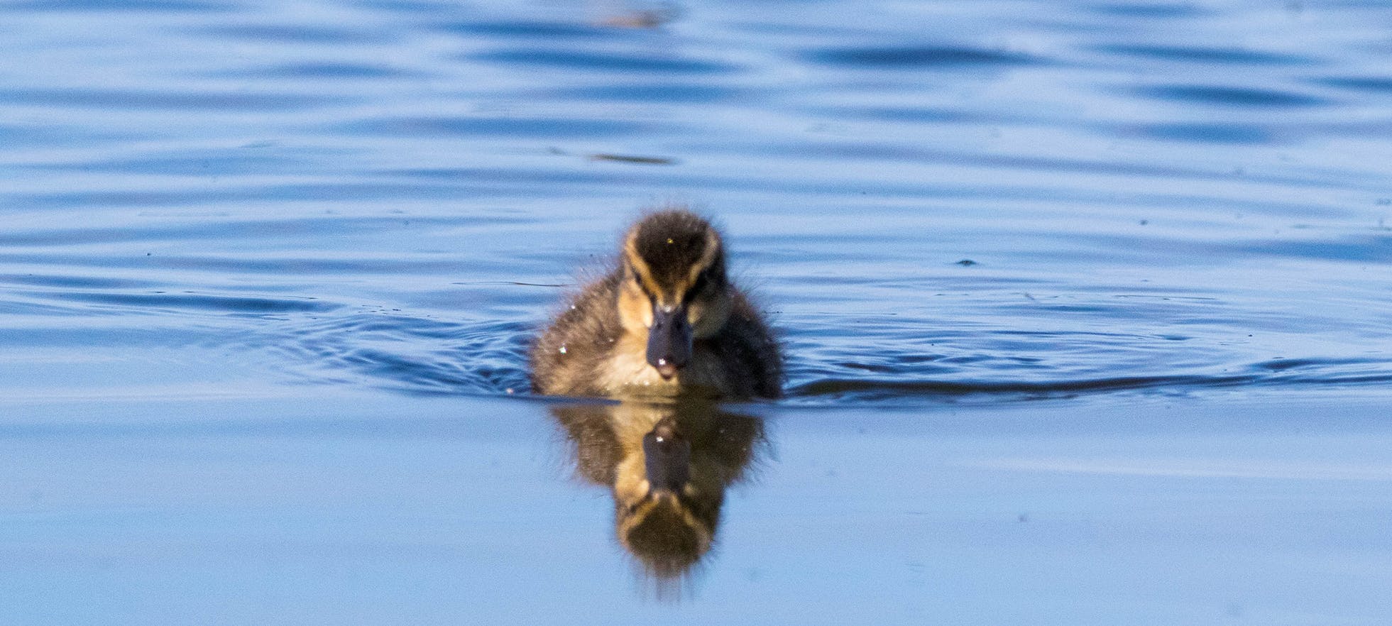 Mallard duckling