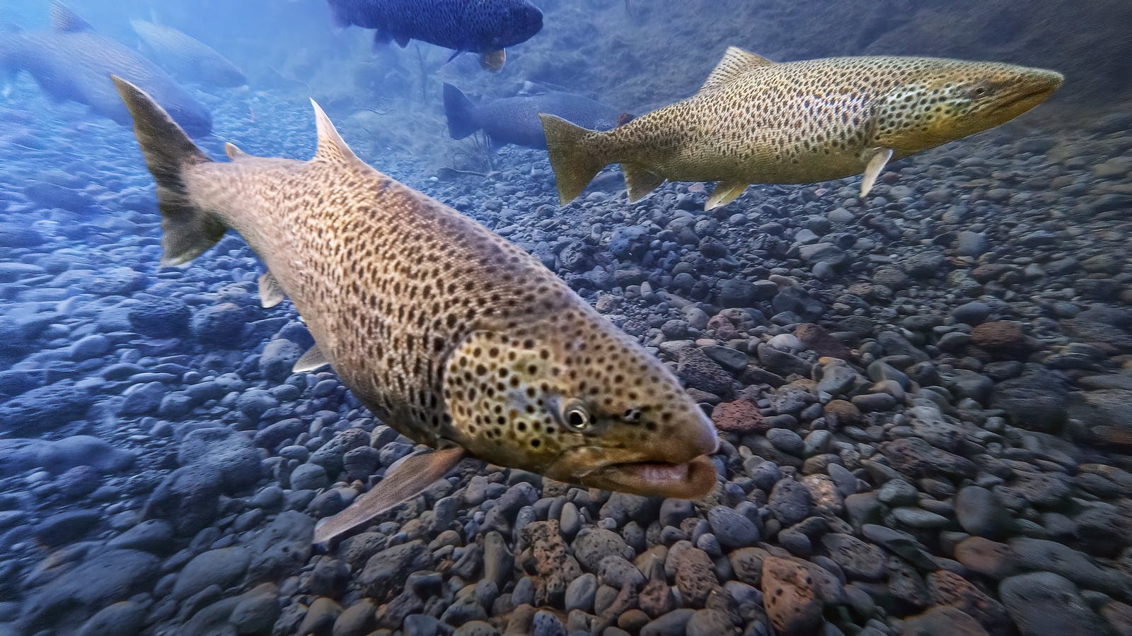 Trout in Þingvallavatn