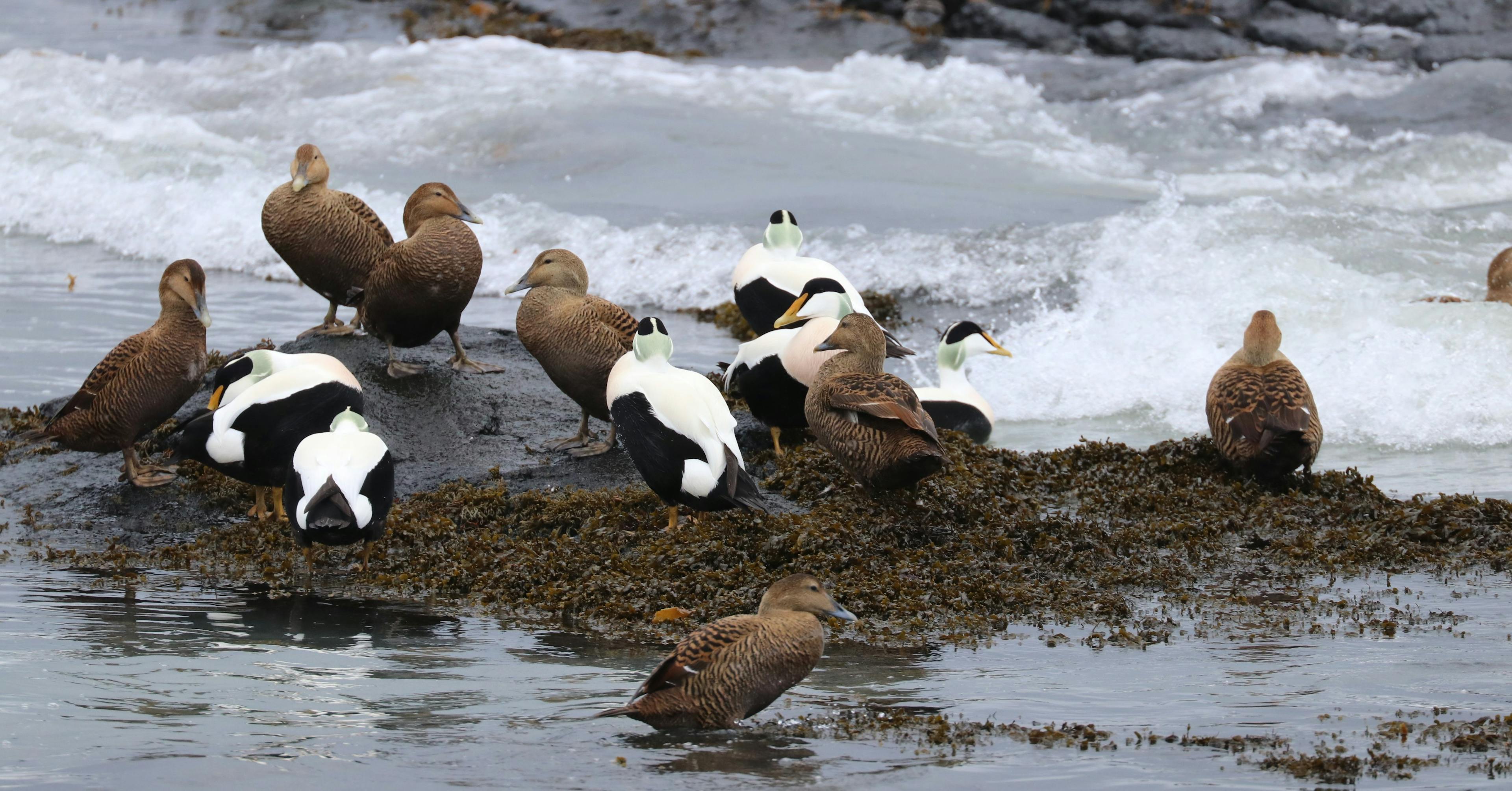 The Common Eider