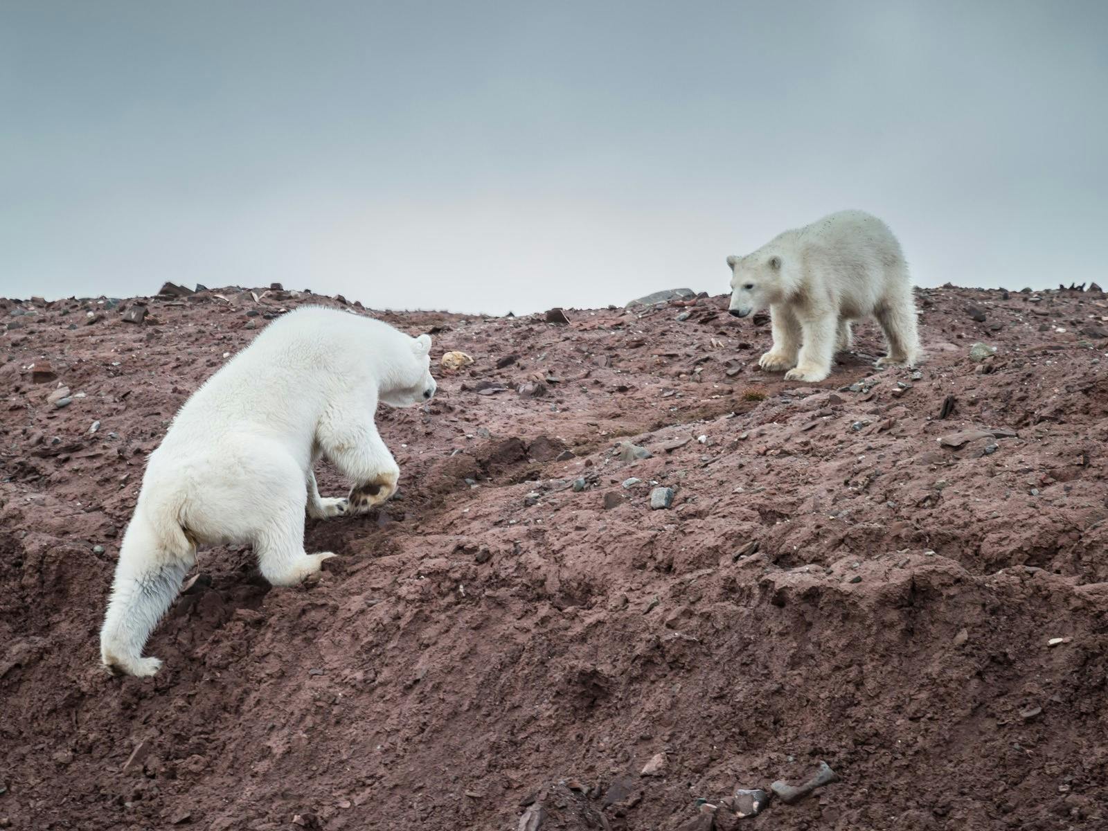 Polar bears