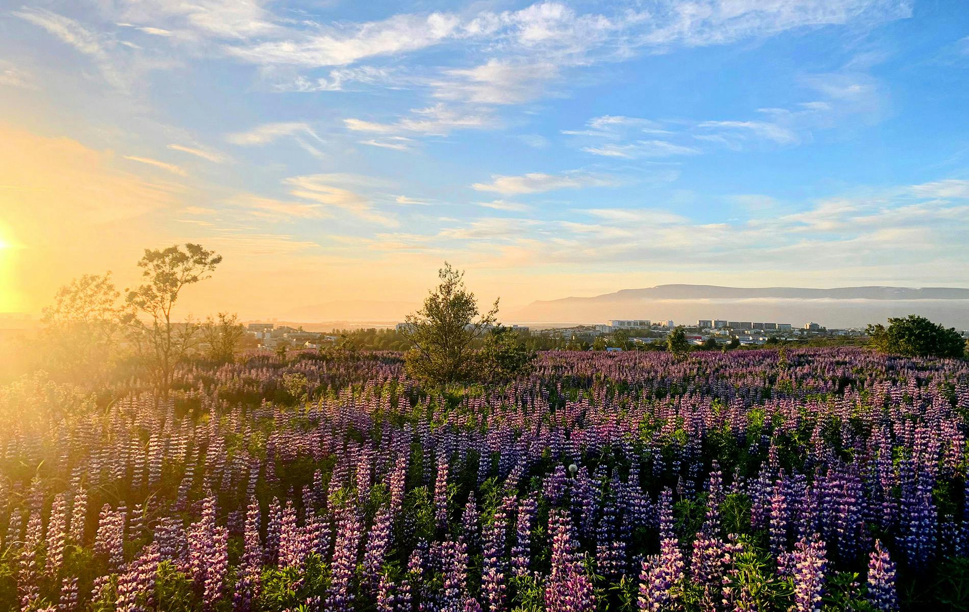 Lupins in Reykjavik