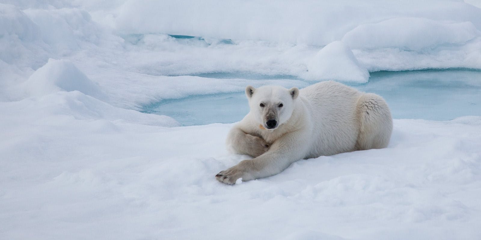 Polar bear