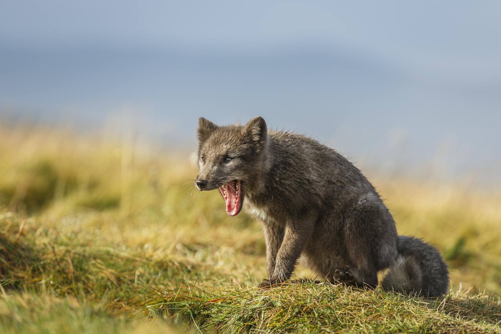 Artic fox in Iceland