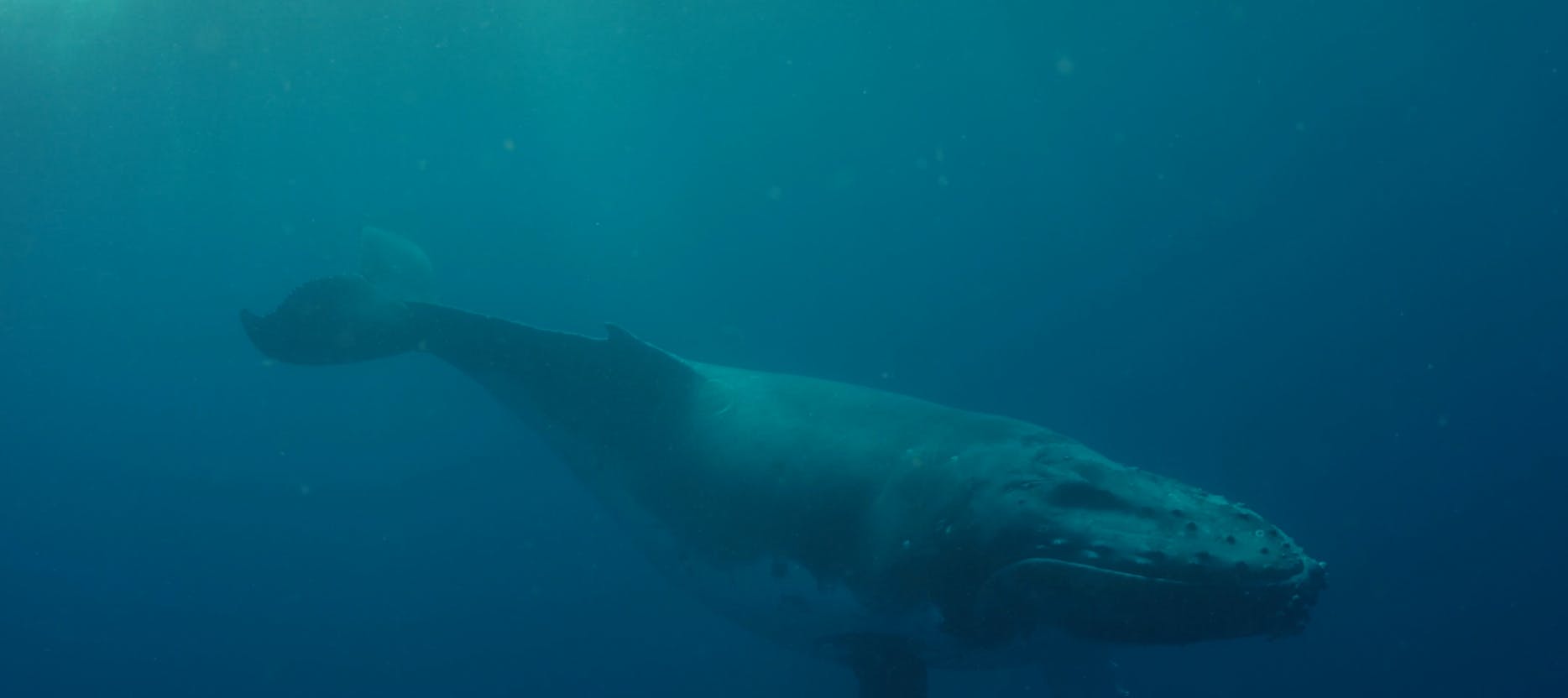 Whale swimming in sea