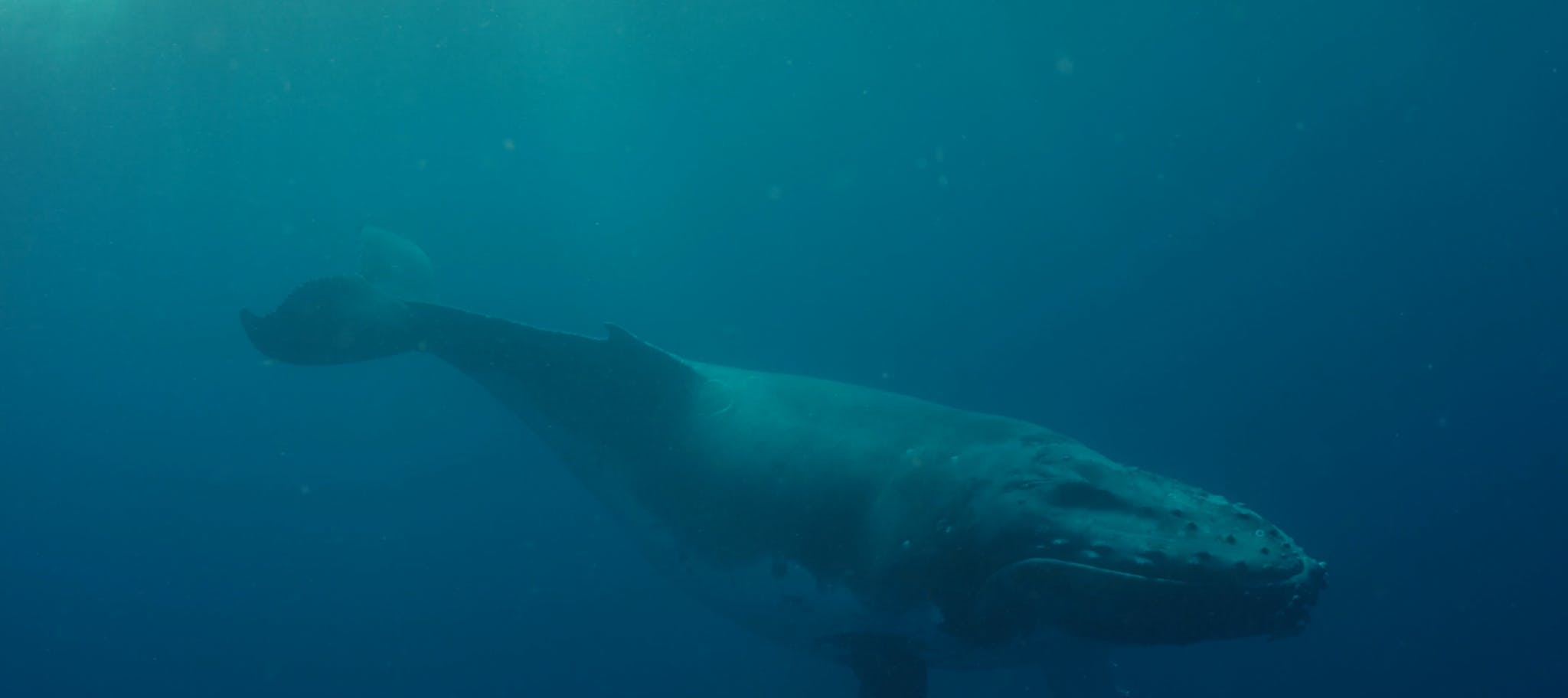 Whale swimming in sea