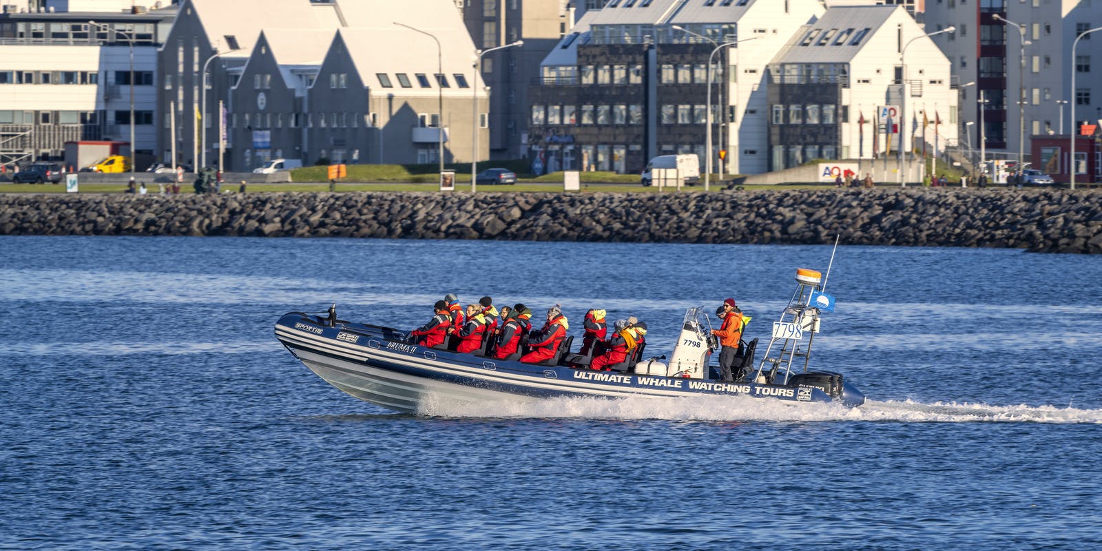 Whale watching in Reykjavik
