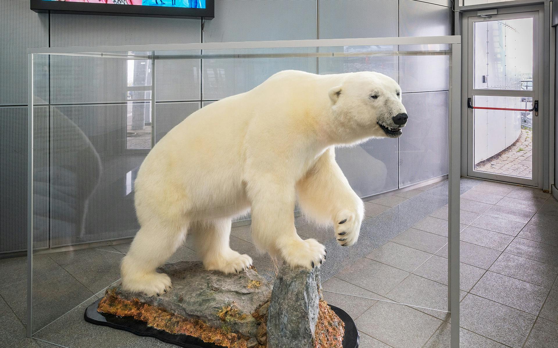 Polar bear in Perlan Museum
