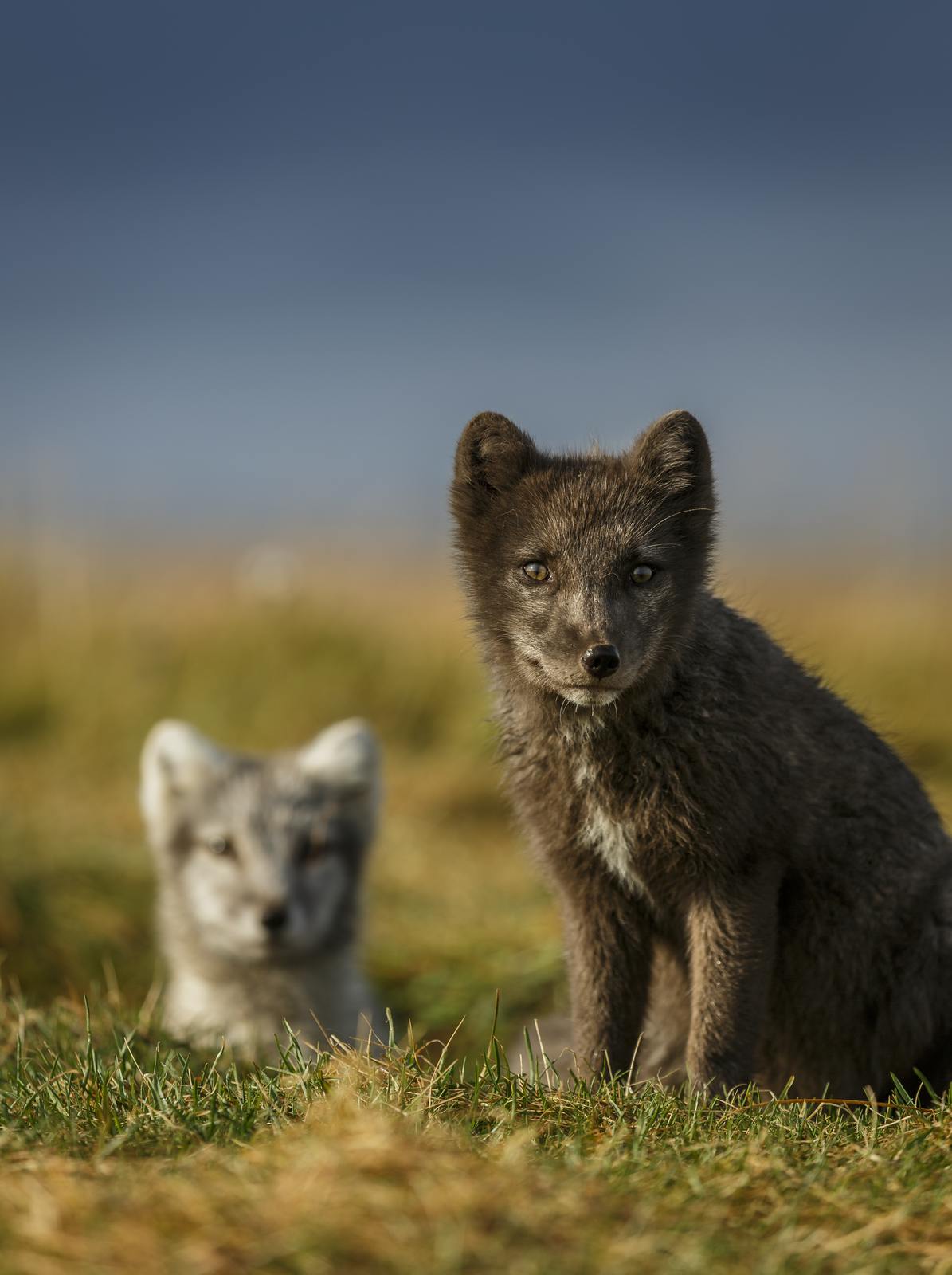 Arctic foxes in Iceland