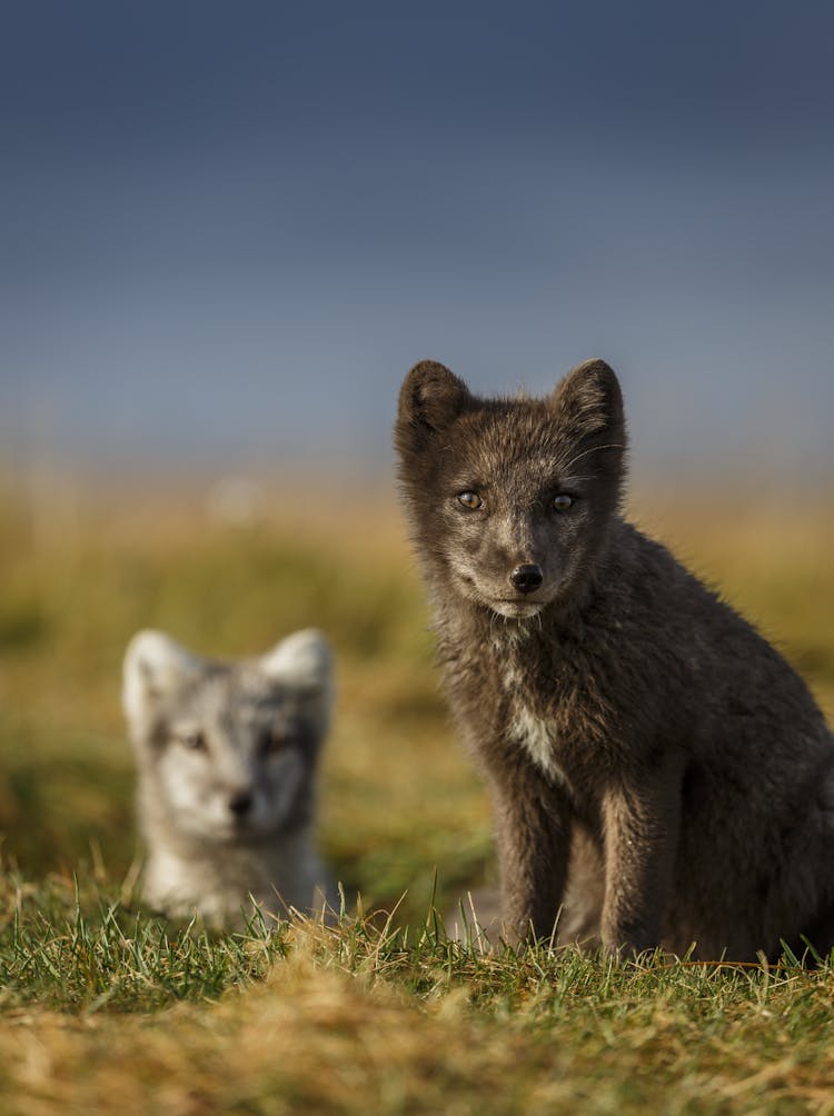 Arctic foxes in Iceland