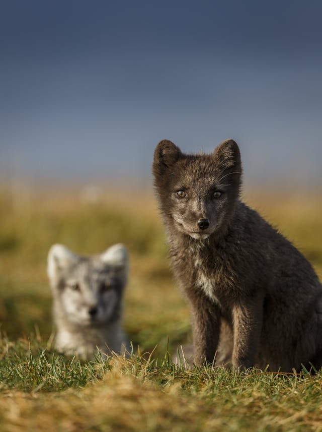 Arctic Foxes in Iceland | Wildlife in Iceland | Perlan