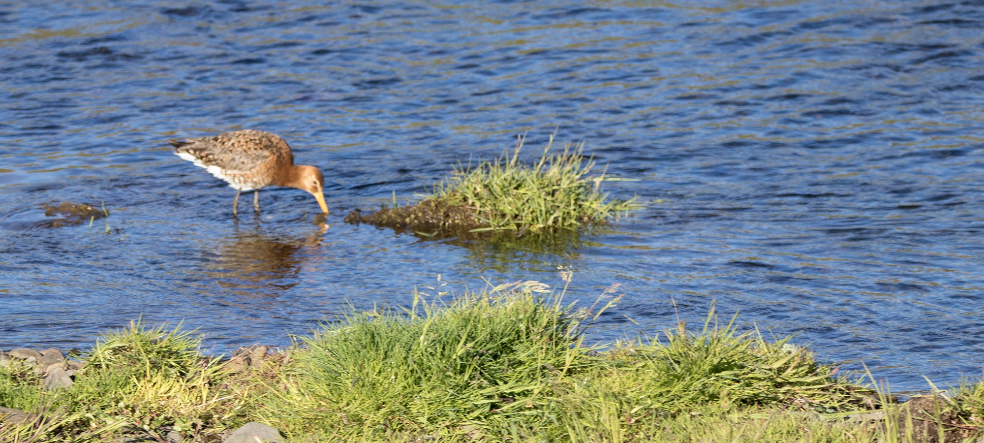 The Black-tailed Godwit