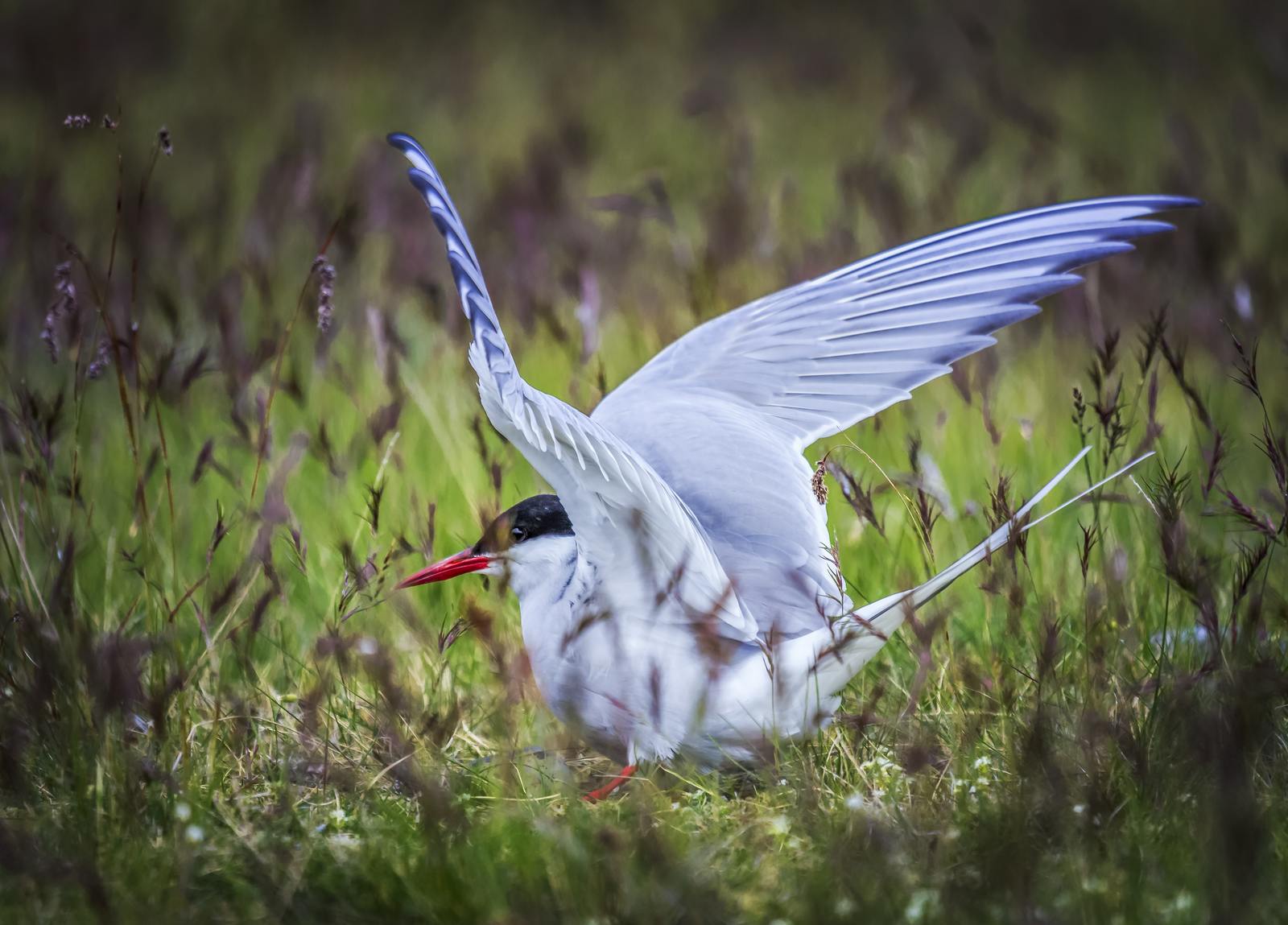 Arctic Tern