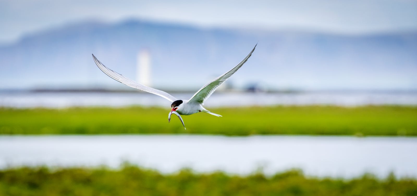 The Arctic Tern