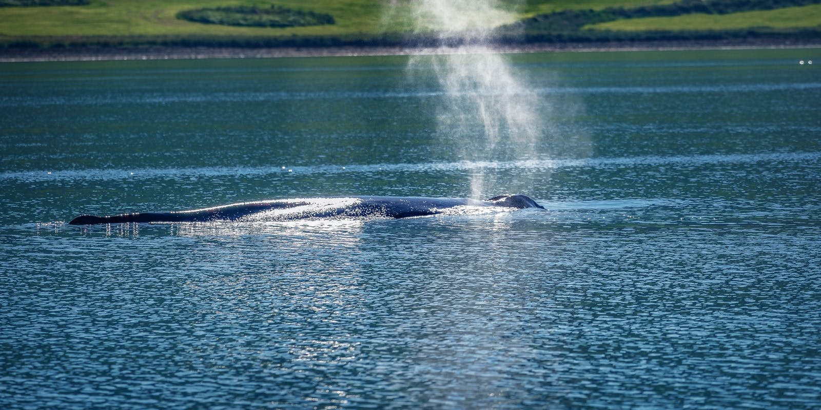 Whale Watching