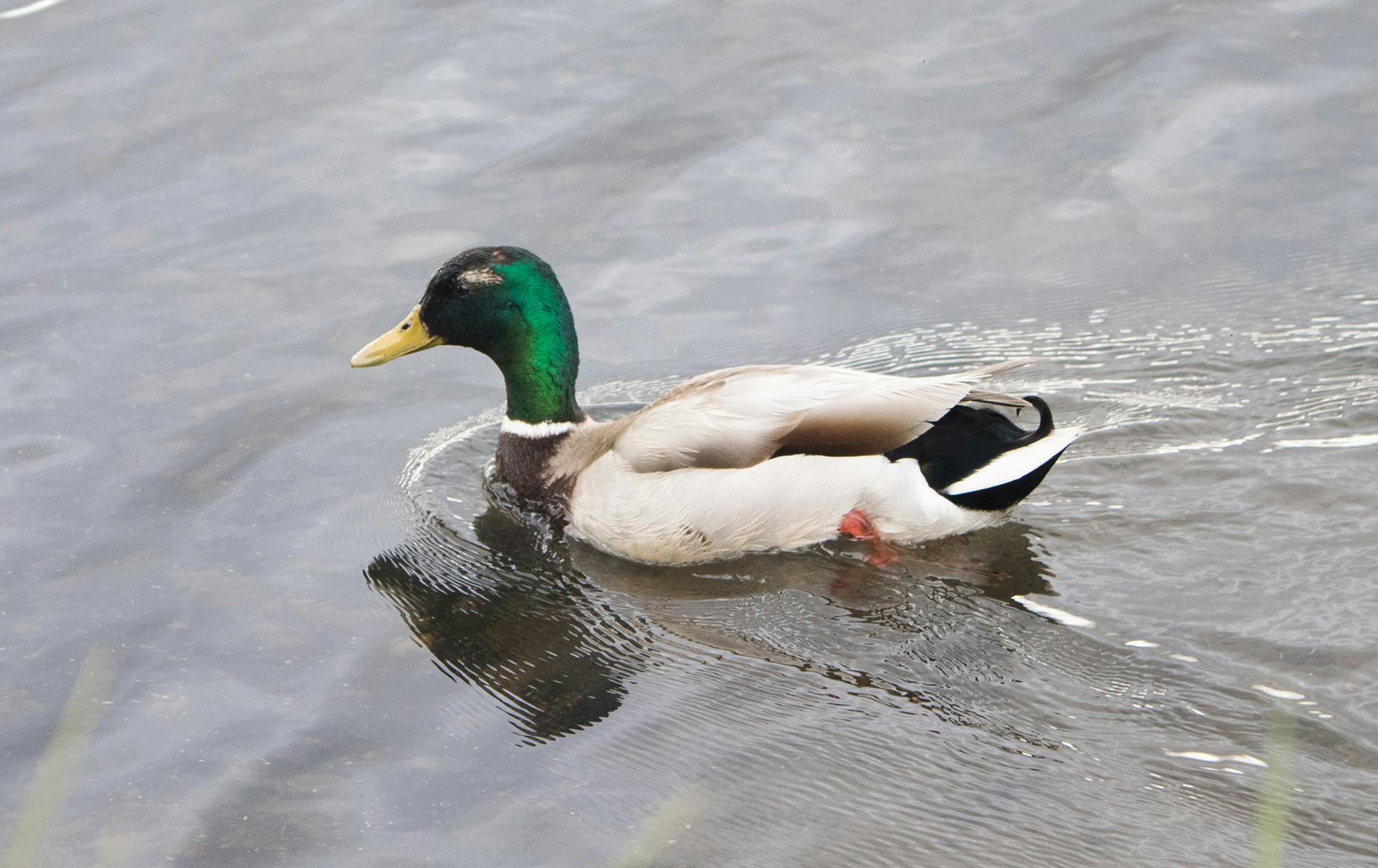 Male Mallard