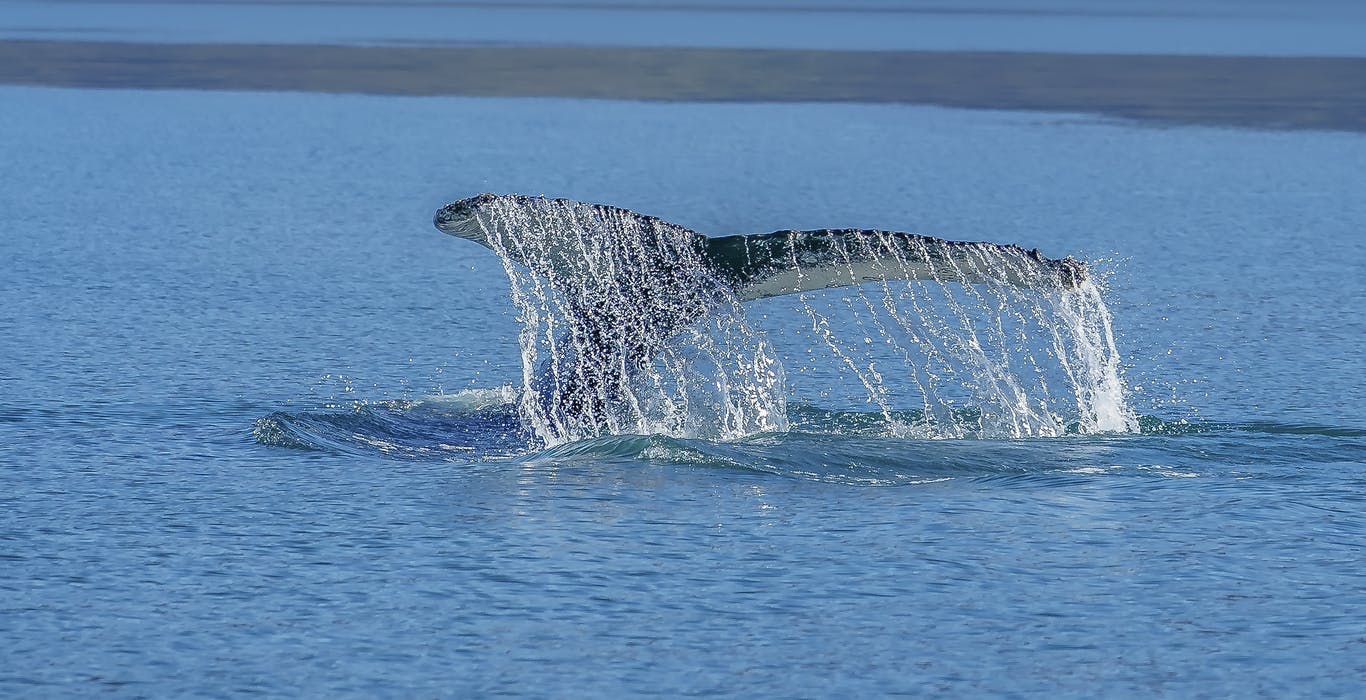 Whale watching