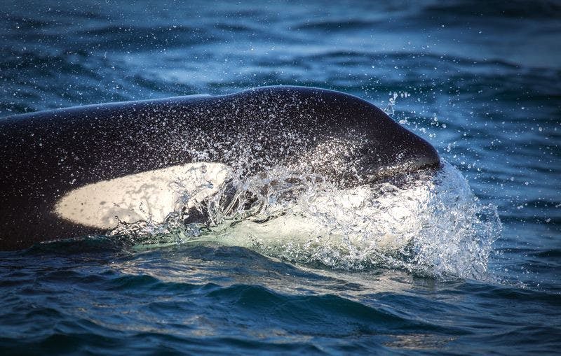 Whale Watching Orca