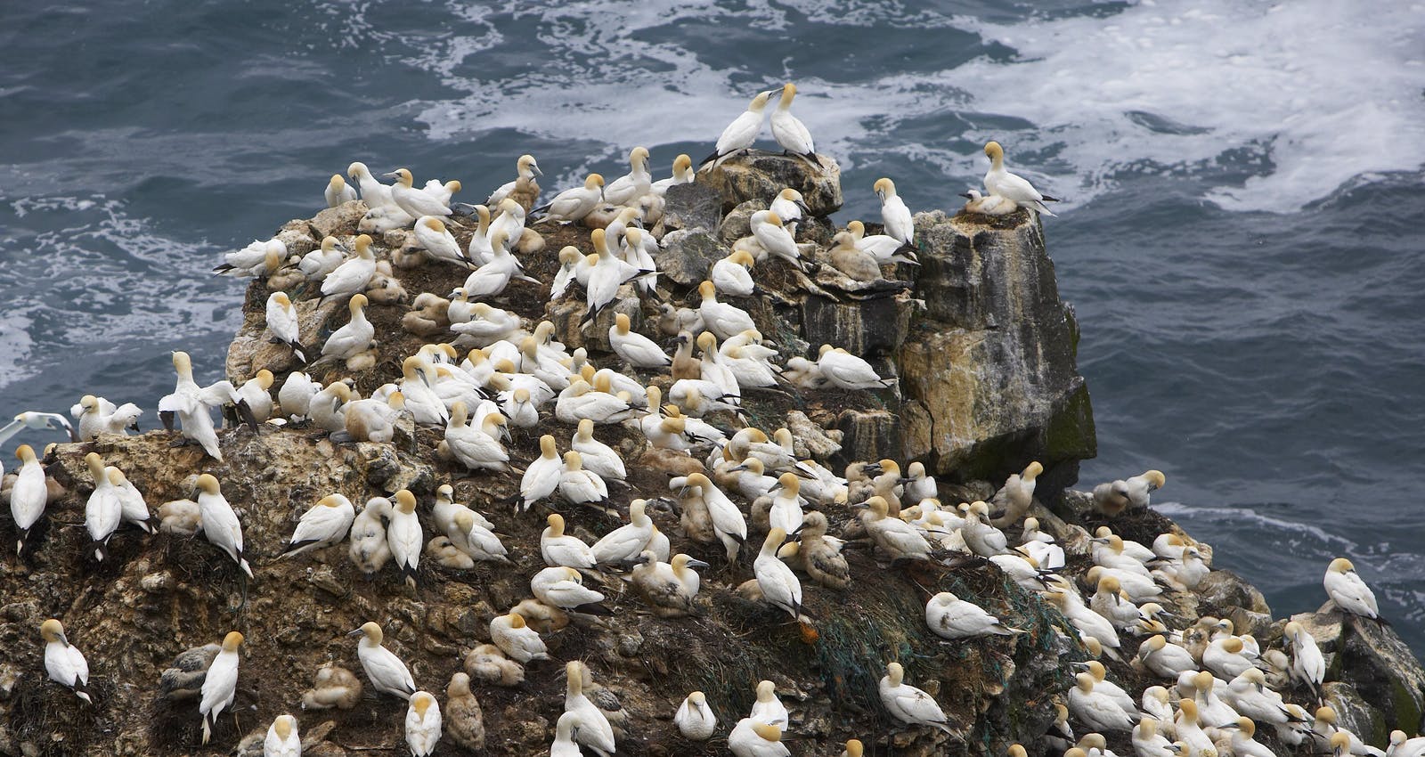 Bird colony in Iceland