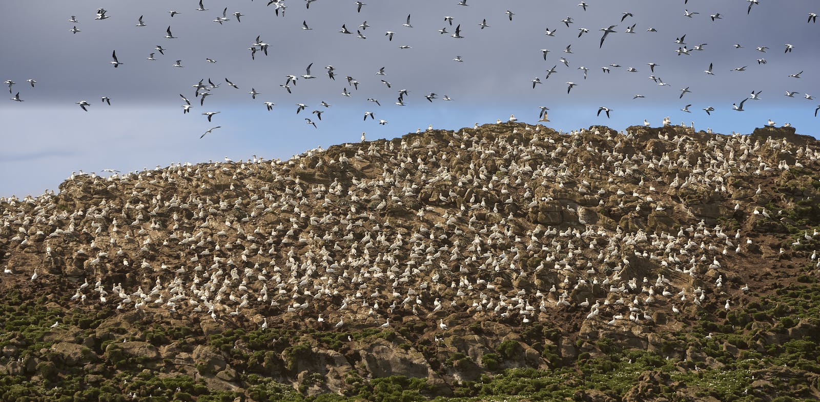 Bird cliffs in Latrabjarg