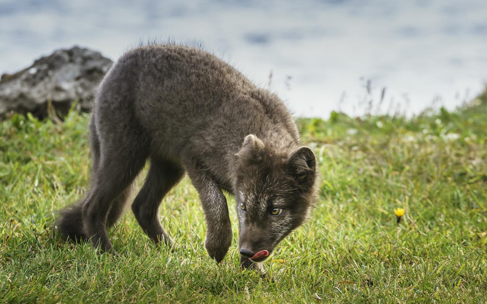 Arctic fox