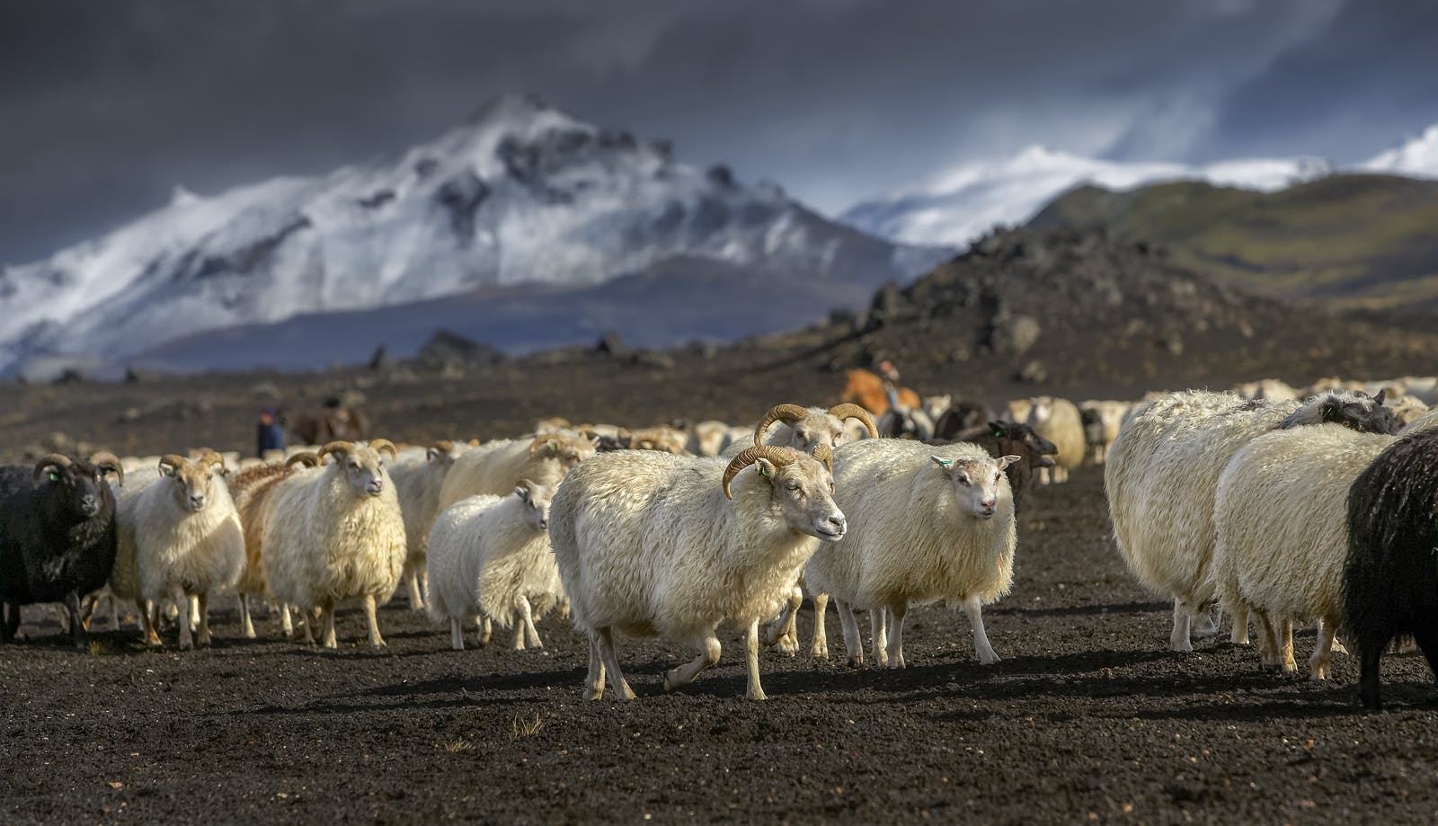 Icelandic sheep