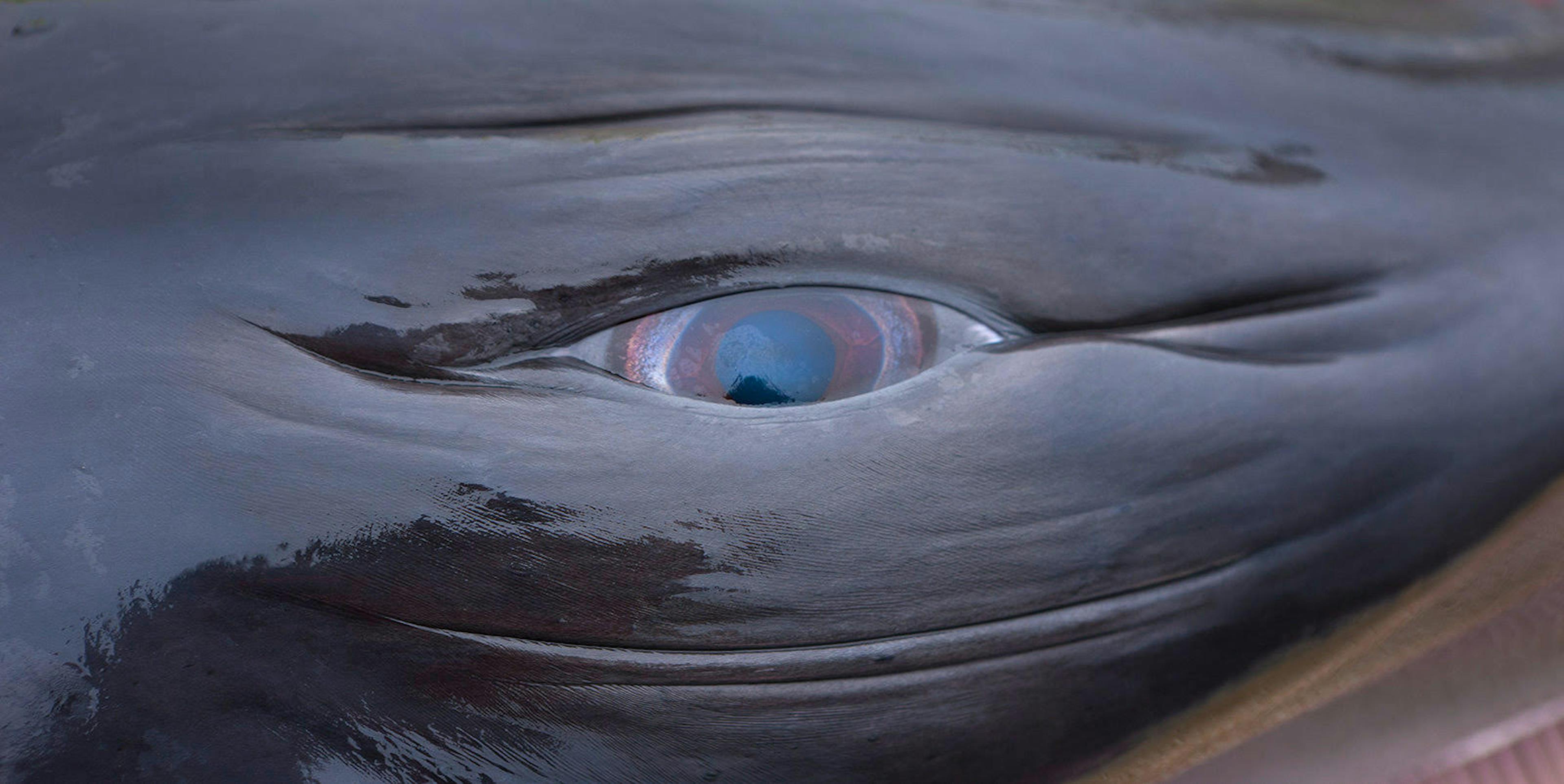 Whale eye