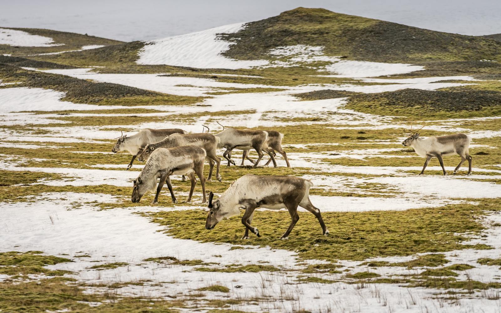 Reindeer in Iceland