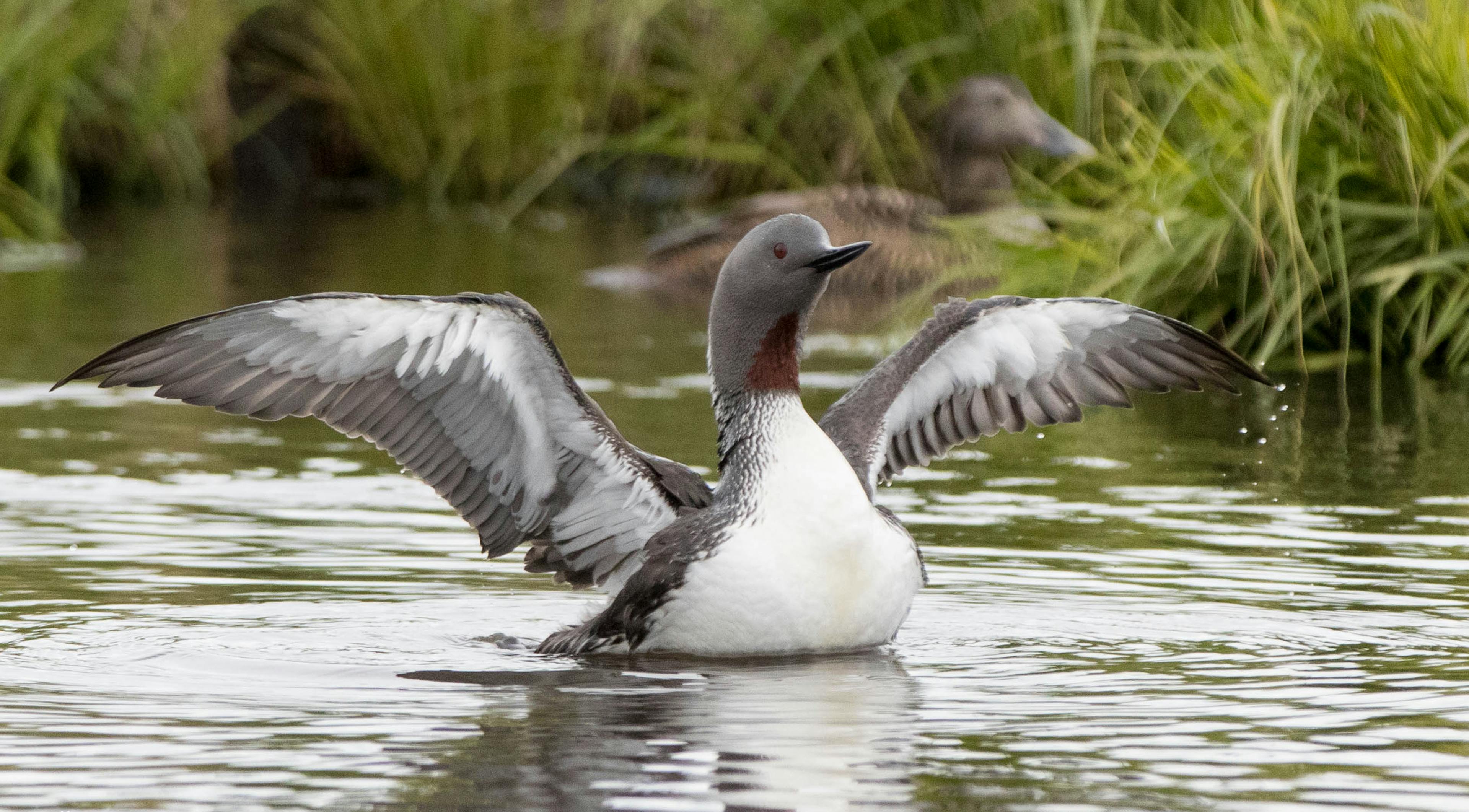 The Red-Throated Diver