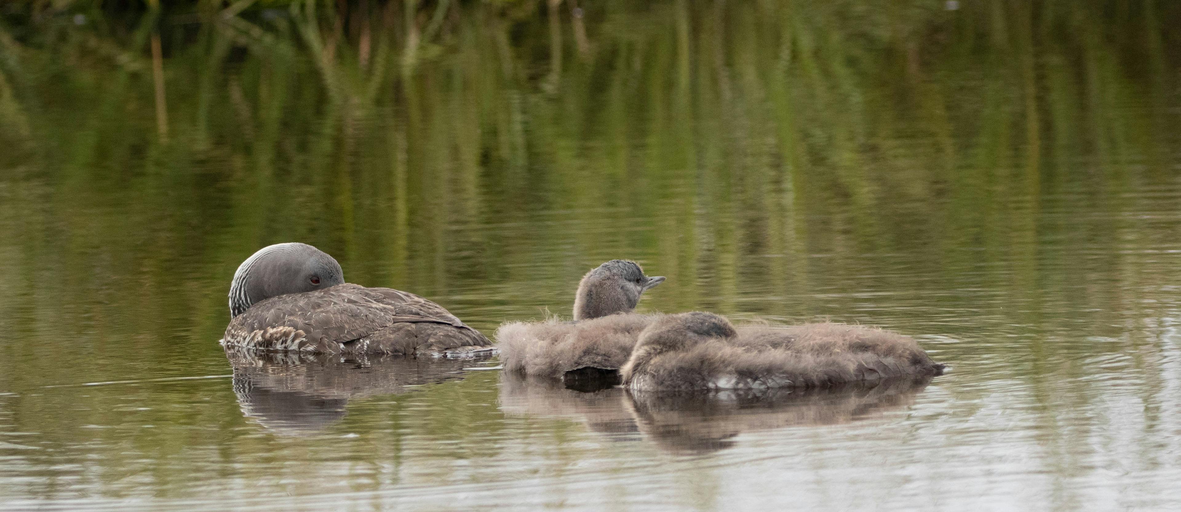 The Red-Throated Diver