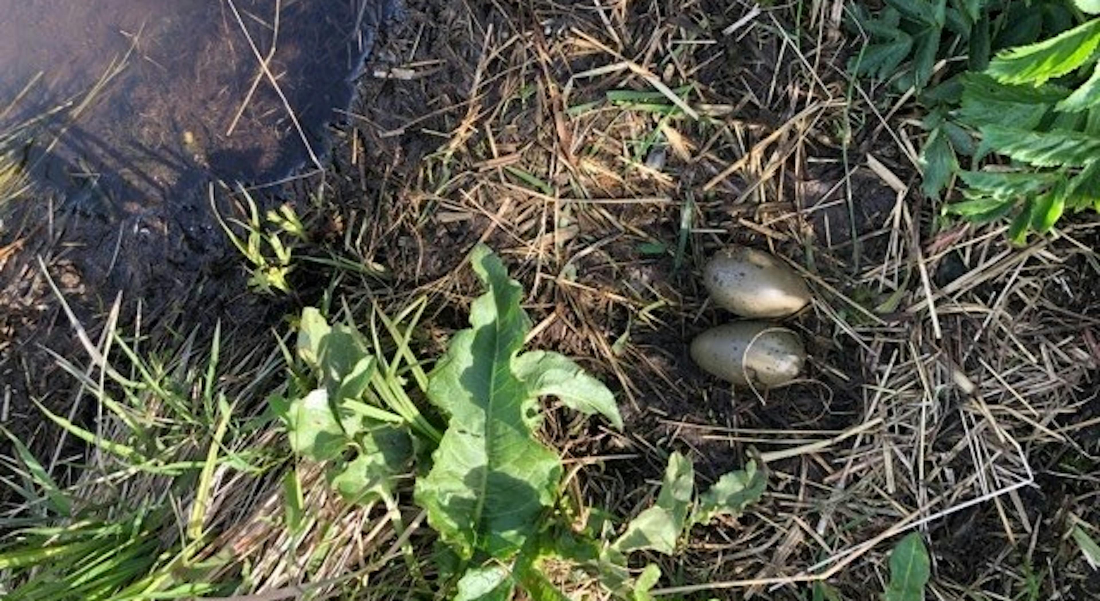 Red-Throated Diver Nest