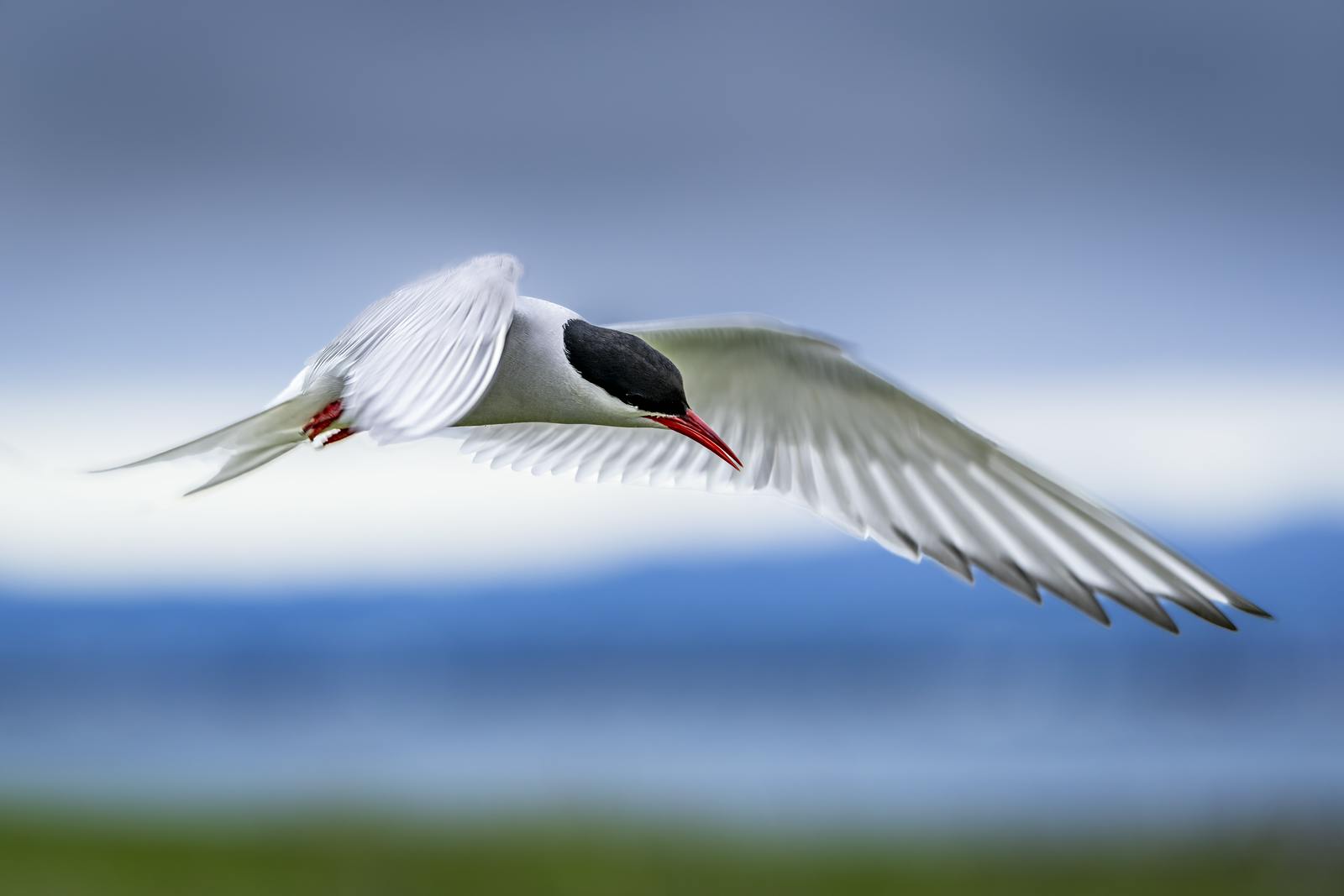 an Arctic Tern flying