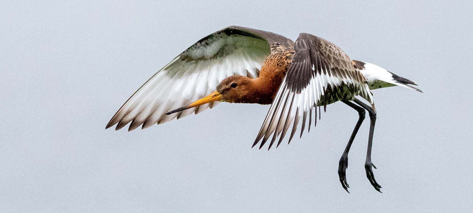 The Black-tailed Godwit