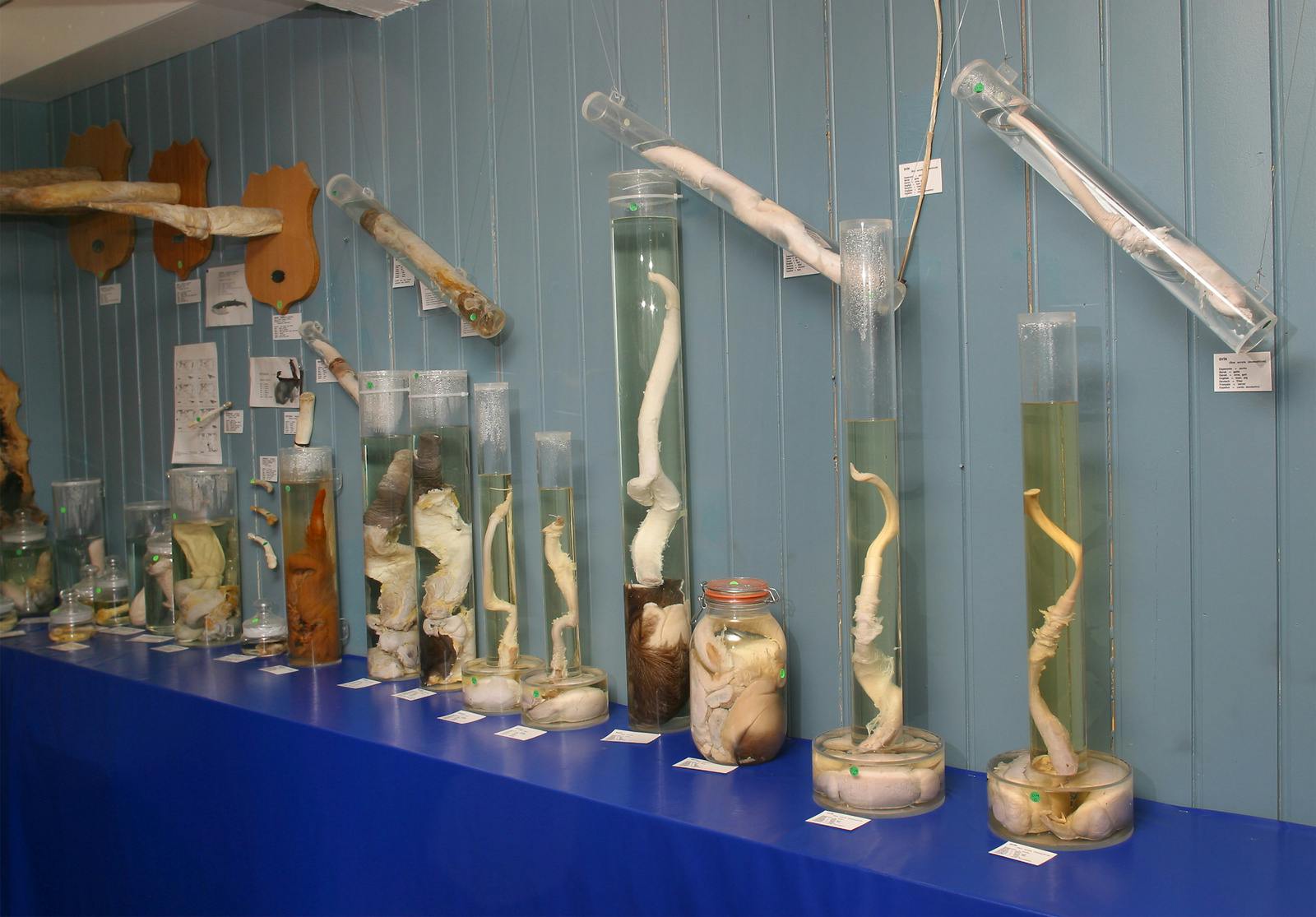 Phallologisches Museum