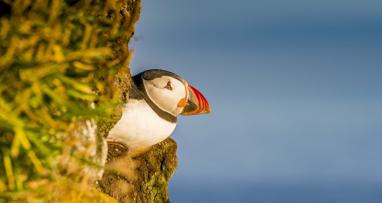 Puffin in Iceland sitting on a nest