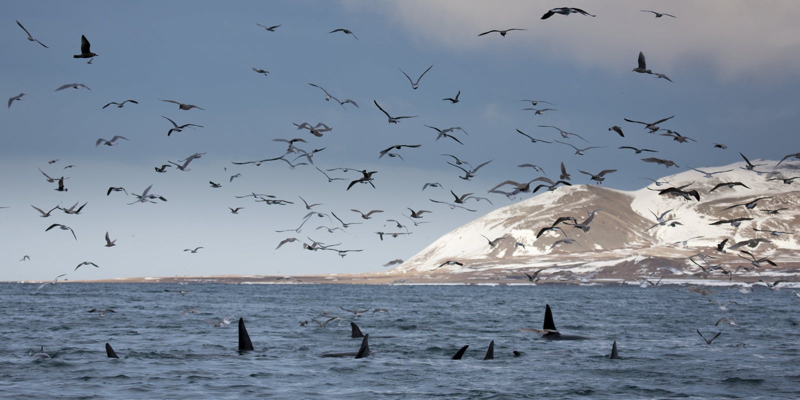 Whale watching in Husavik