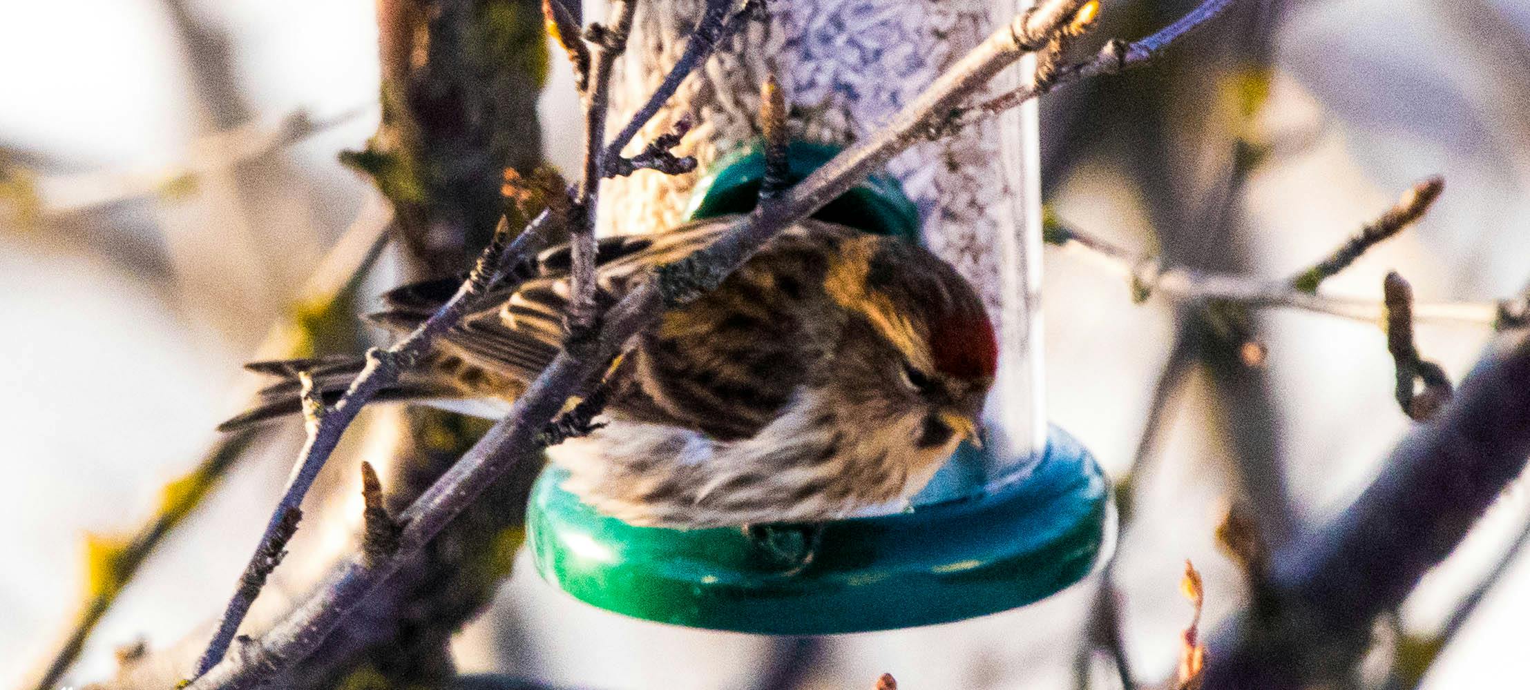 The Icelandic Redpoll